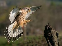 Kestrel  Top Advanced PDI by Arnie McAllister