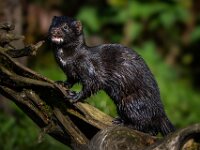 Minx.  Commended Advanced PDI by Arnie McAllister