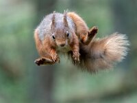 Ninja Red  Top Advanced Colour Print by Arnie McAllister