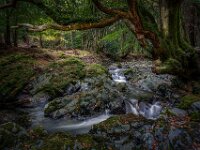 Forest Stream  Commended Advanced Colour Print by Raymond Hughes