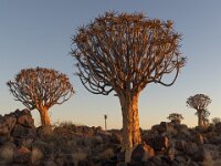 Quiver Tree  Commended Advanced Colour Print by Chris Millar
