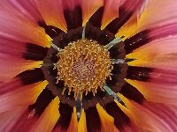 Gazania  Commended Advanced PDI by Colin Greenaway
