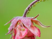 Under Attack  Top Advanced PDI by Pauline O'Flaherty