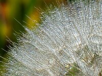 Blowball Quarter  Commended Advanced PDI by Raymond Hughes