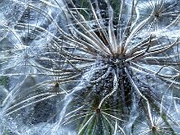 Dandelion Puffball.  Commended Advanced Colour Print by Raymond Hughes