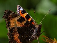 Red Admiral  Commended Advanced Colour Print by Raymond Hughes