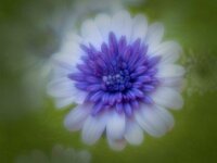 Soft Flower  Commended Advanced PDI by Arnie McAllister