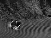 Feather.  Top Advanced Mono Print by Arnie McAllister