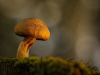 Warm Place  Top Advanced Colour Print by Arnie McAllister