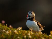 Puffin with tea  Commended Advanced PDI by Arnie McAllister