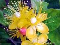 Hypericum Kouytchense  Commended Advanced PDI by Colin Greenaway