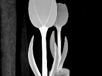 Tulip Reflected  Commended Advanced Mono Print by Maurice O'Flaherty