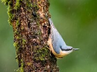 Nuthatch  Commended Advanced Colour Print by Pauline O'Flaherty : Favourite