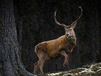 The Monarch  Commended Advanced Colour Print by Arnie McAllister