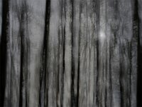 Ghostly Trees  PDI by Alec Barclay