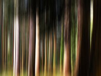 Forest Dreamtime  Commended Advanced PDI by Raymond Hughes