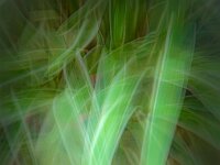 Phormium Cookianum  Commended Advanced Colour Print by Raymond Hughes