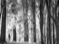 Through the Woods  Commended Advanced Mono Print by Pauline O'Flaherty