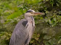 Grey Heron  Commended Advanced PDI by Raymond Hughes