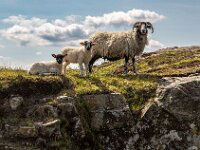Malin Sheep  Top Advanced PDI by Raymond Hughes