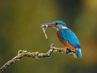 Kingfisher and Fish  Commended Advanced PDI by Arnie McAllister