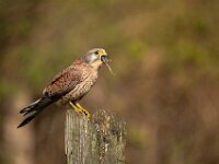 Kestrel  Top Advanced Colour Print by Arnie McAllister